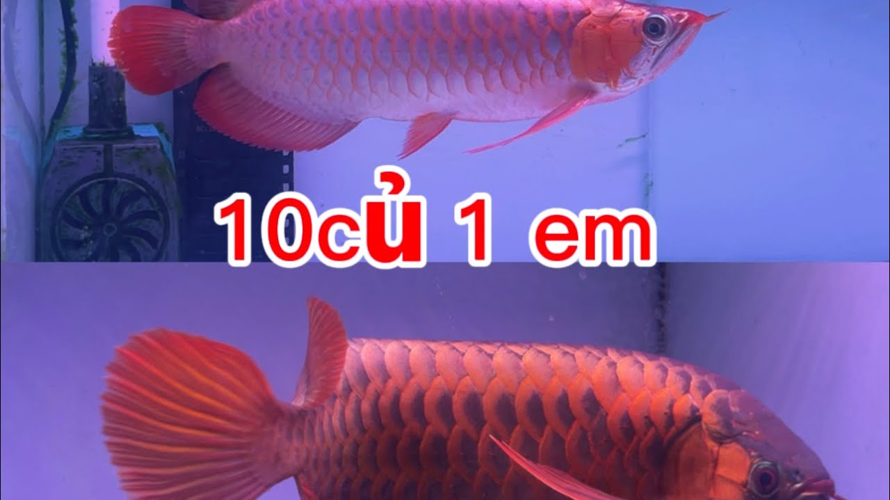 Huyết đẹp lúa êm 
