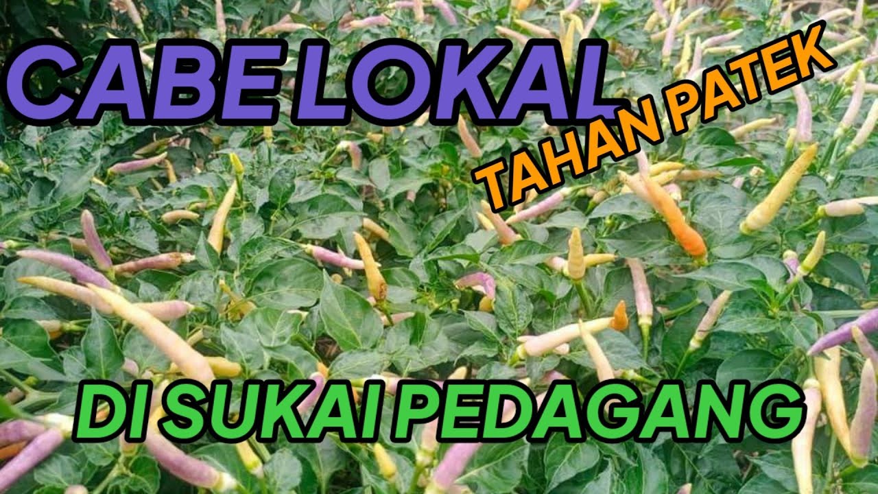 Review cabe rawit ungu lokal❗Cabe salo dua