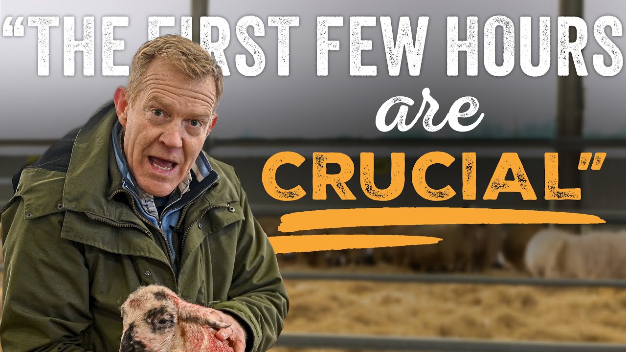 The Crucial First Hours for Newborn Lambs - Adam Henson's Farm Diaries