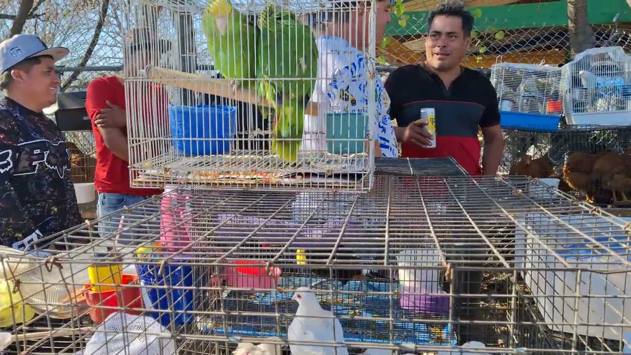 Caminando en la pulga de los  animales 