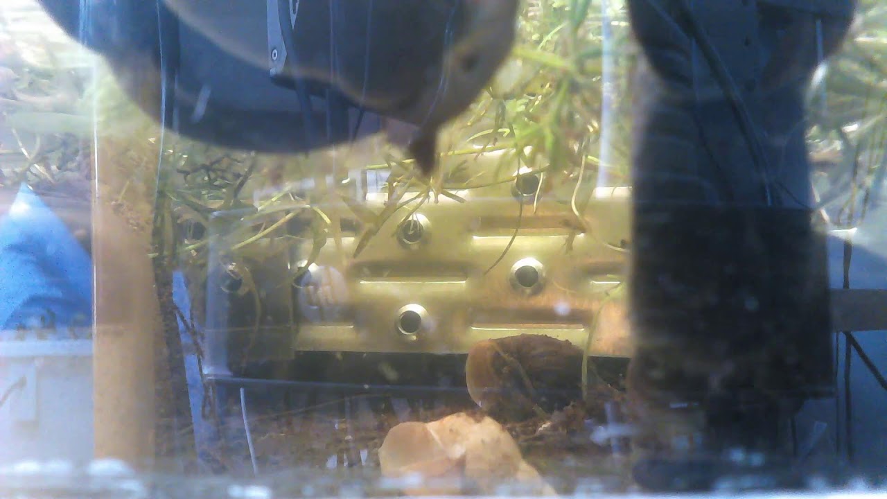 Paludarium