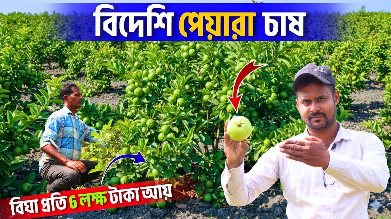 পশ্চিমবঙ্গে Golden 8 Guava Farming Boom! | পেয়ারা চাষে বছরে কোটি টাকার ইনকাম