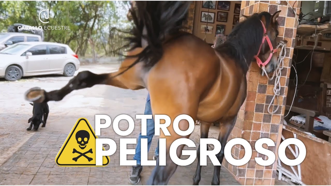 Potro ☠️❌ MUERDE Y PATEA  - Principio de autoridad