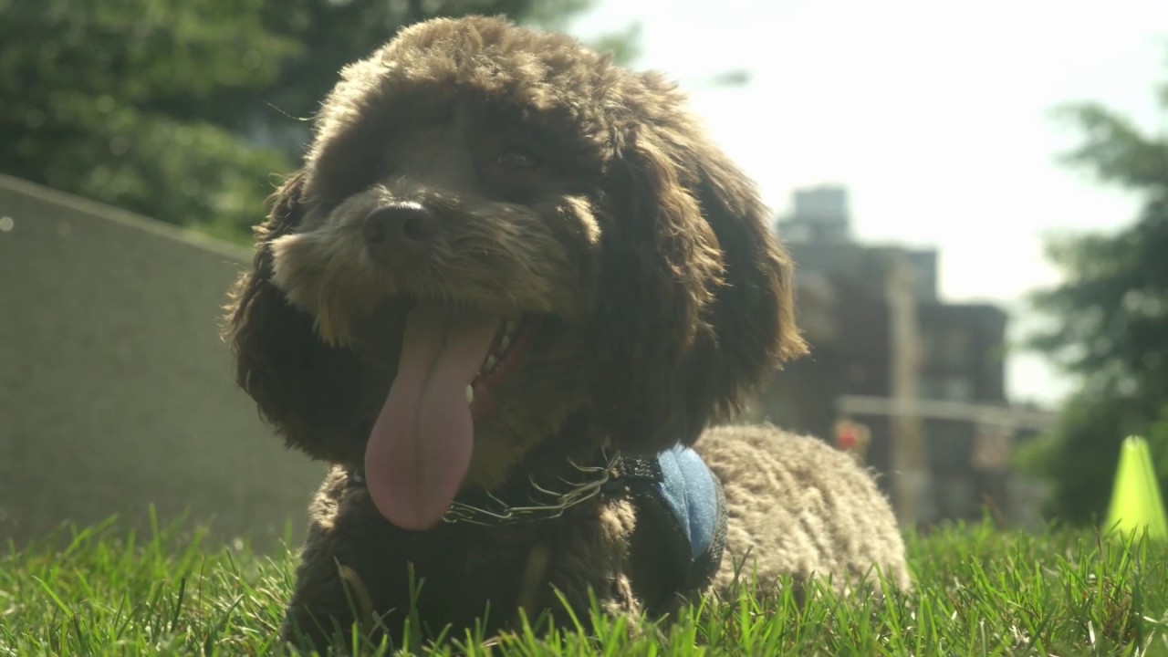 Meet Bear: Animal-Assisted Therapy Dog at Hazelden Betty Ford in New York