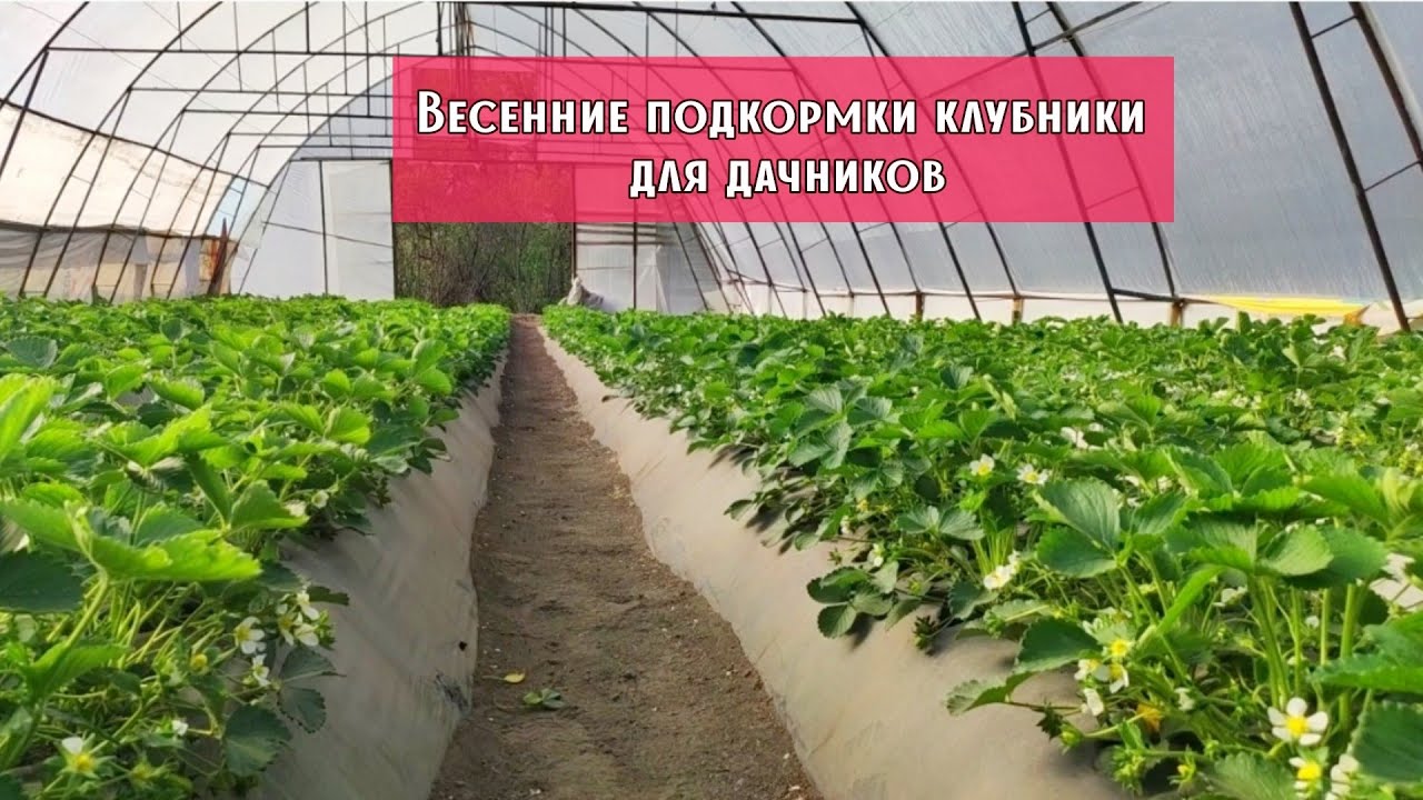 ‼️Элементарные весенние подкормки для клубники‼️