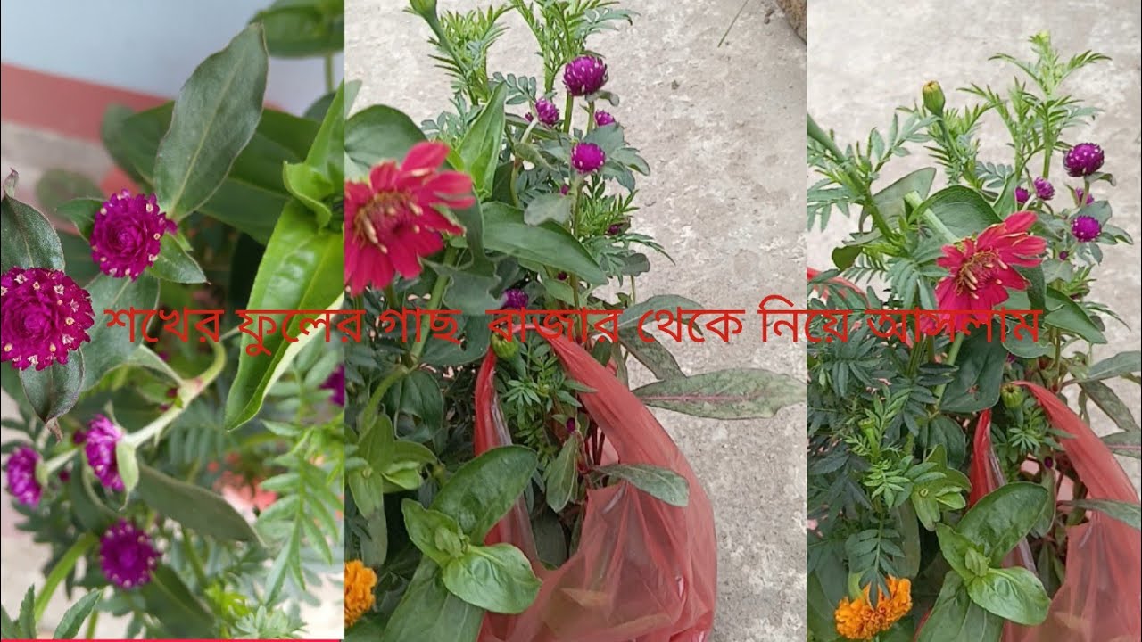 মা মেয়ে মিলে শীতের ফুলগাছ লাগাইলাম