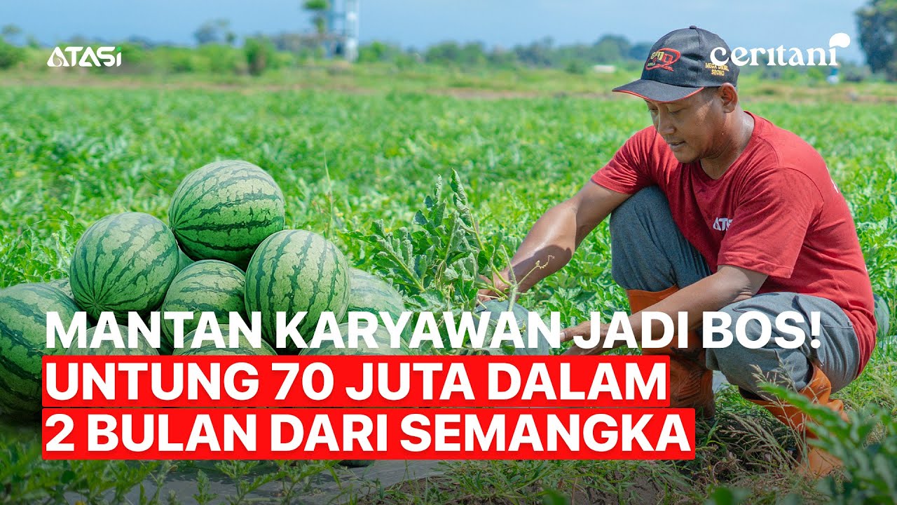 Ceritani | Berhasil Panen Semangka di Lahan Janda, Untung 70 Juta!