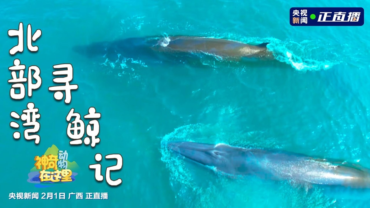 🔴【LIVE直播】神奇動物在這里丨北部灣尋鯨記 探索海洋精靈的生態答卷｜2026.02.01 @ChinaTimes