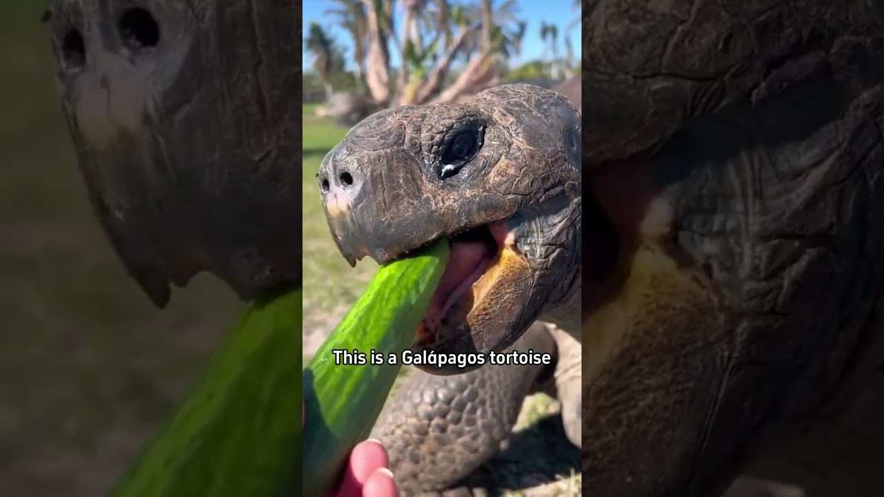 🇺🇸SciWorthyDoes this turtle bite!#popular #usa #Science #turtle