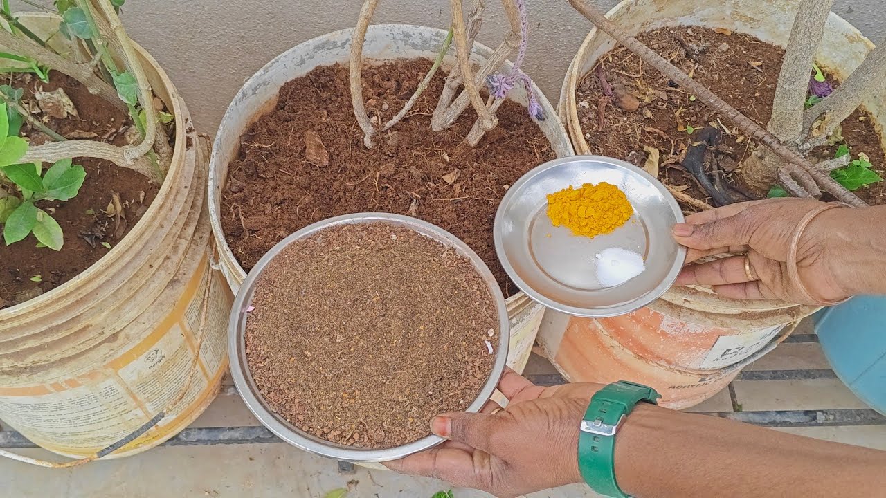 How to cut and grow jasmine plant growing tips and tricks విరజాజి మొక్కల పెంపకం ఇలా చేయండి 
