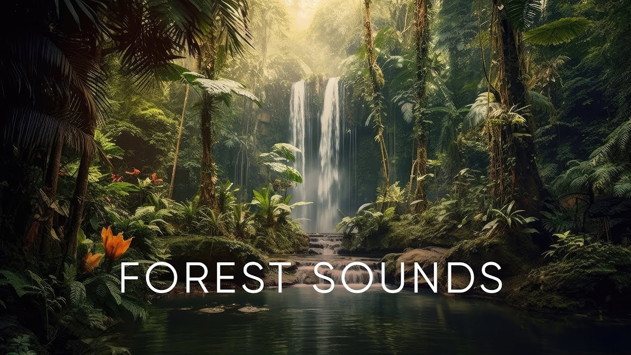 Deep forest sounds | Relaxing forest ambience