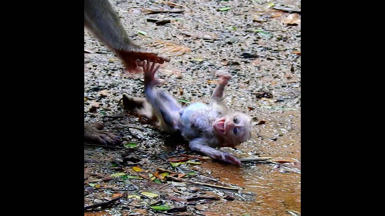 #newvideobabymonkeys