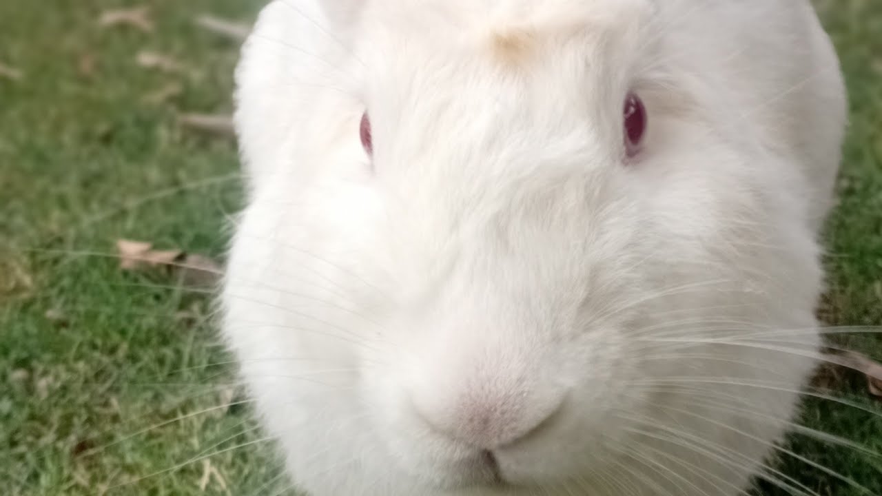 Snow White the Bunny is live!