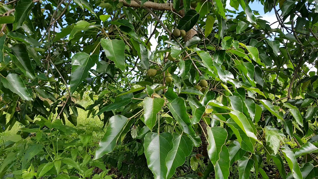 Pohon buah kemiri umur 3 tahun buah lebat