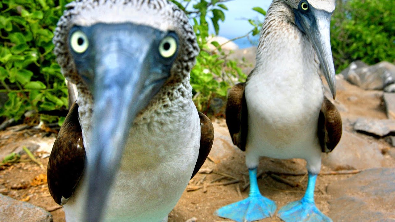 The Blue-Footed Booby - Nature's Fashion Statement !