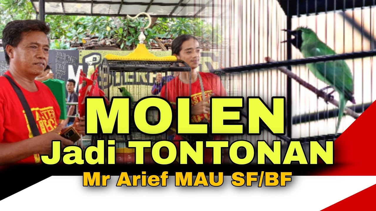 Wajib Tonton ❗ C Hijau {MOLEN} Jadi Tontonan 1 Lapangan MASTERPIECE ARENA 😱 Mr Arif MAU SF/BF