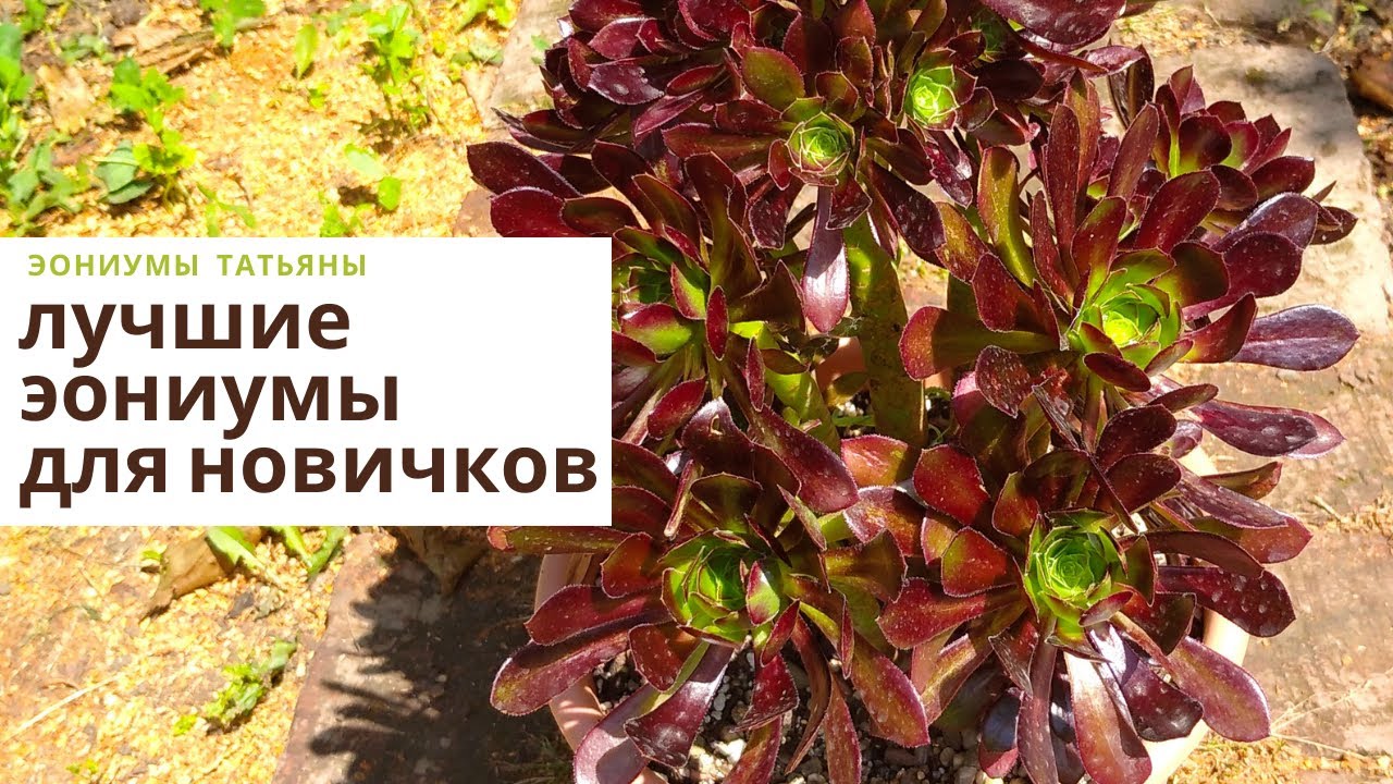 109. Лучшие сорта эониумов для новичков