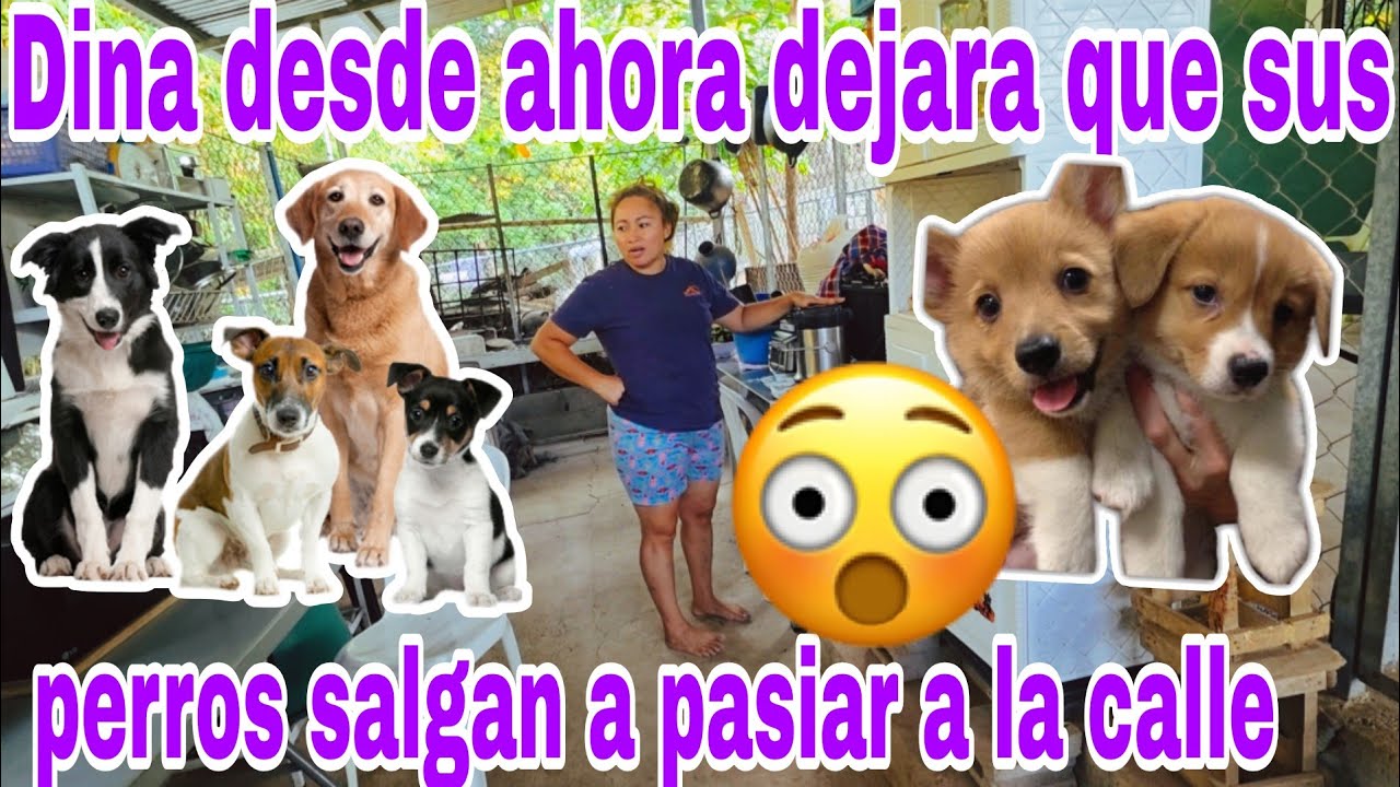 Dina decide hacer esto con sus perros salgan a la calle como todos😳😱