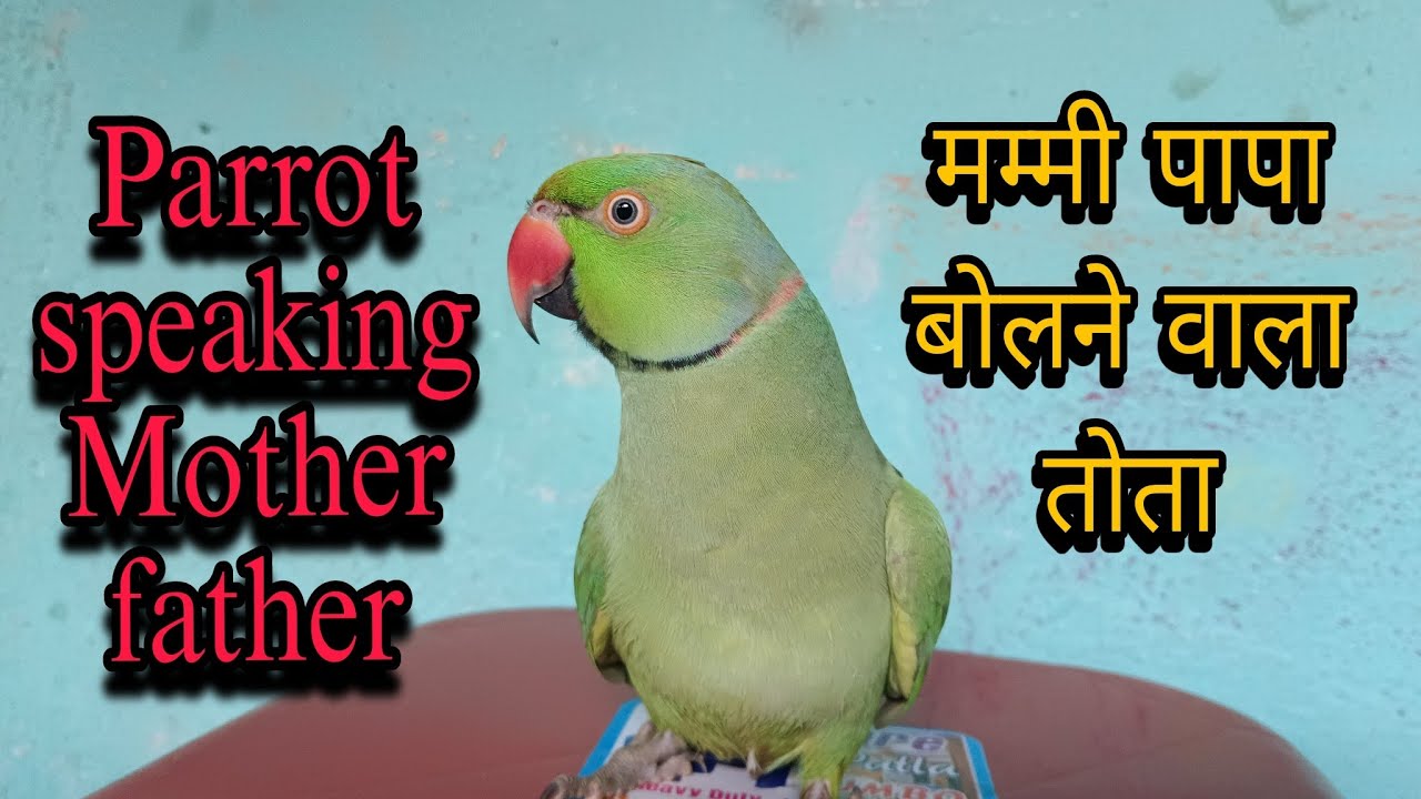 Parrot talking papa😱parrot talking mummy🥰मम्मी पापा बोलने वाला तोता 🦜Mitthu talking mummy papa😱😍