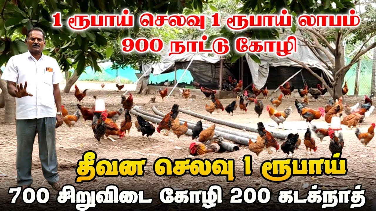 தீவன செலவு 1 ரூபாய் | 700 சிறுவிடை கோழி | 200 கடக்நாத் கோழி | Free Range Chicken Farming