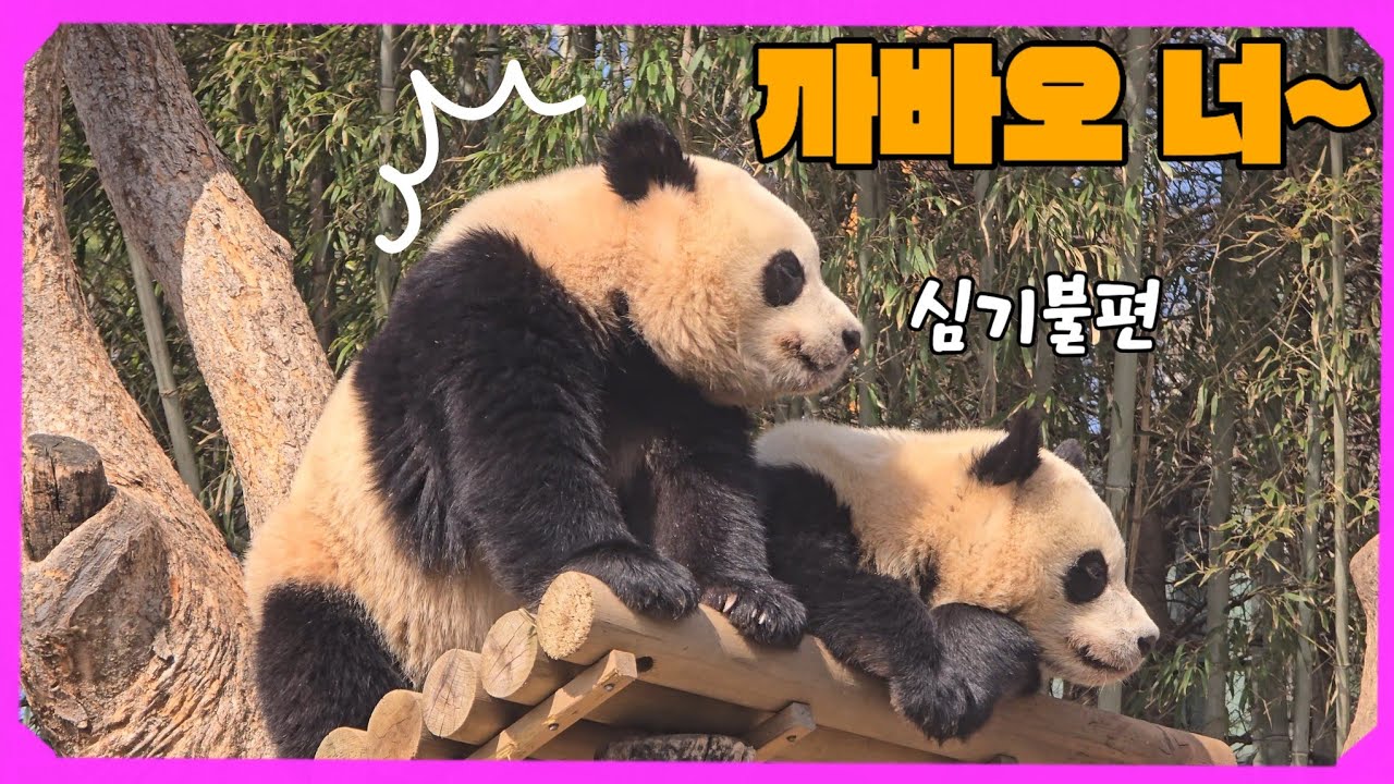 [ep.250]25.03.14 아침부터 까바오 때문에 심기불편한 루이😬