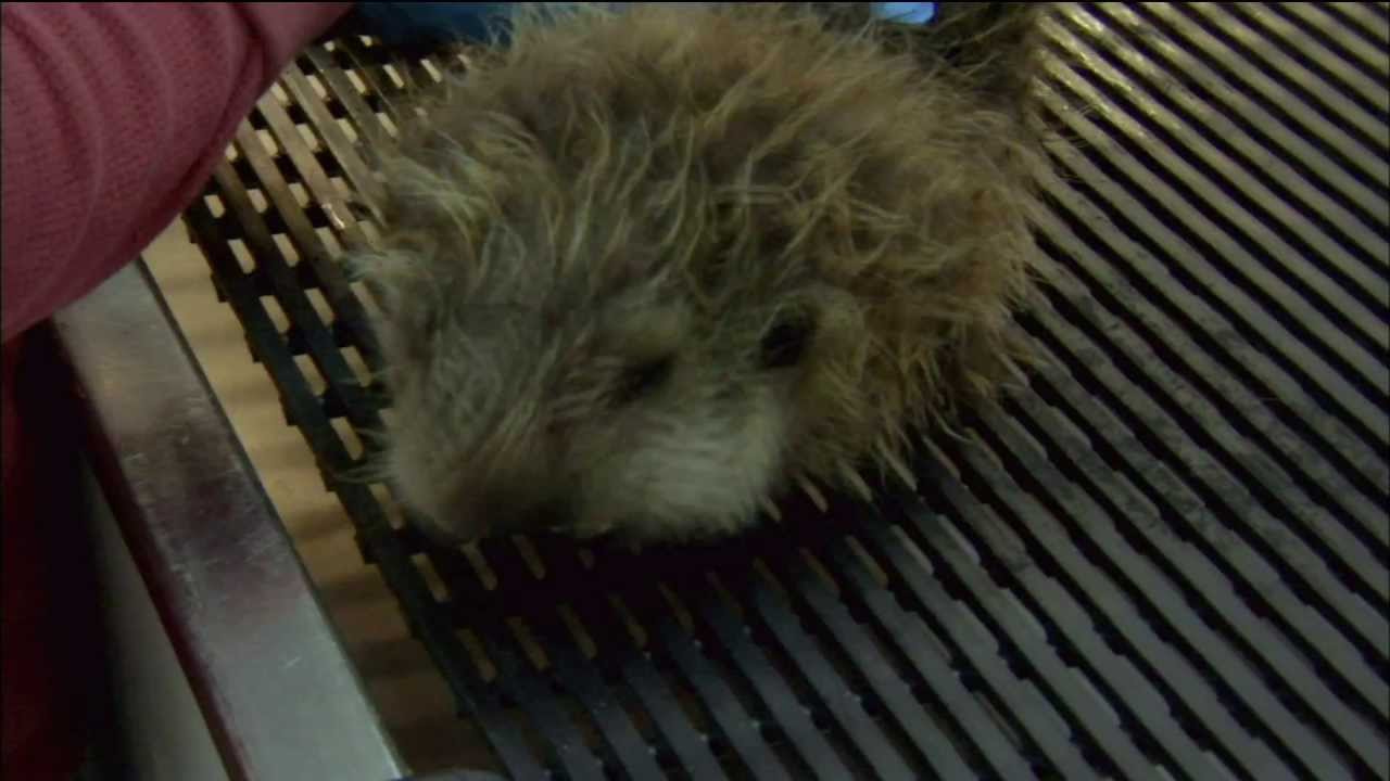 Sea Otter Pup Lessons | Nature | PBS