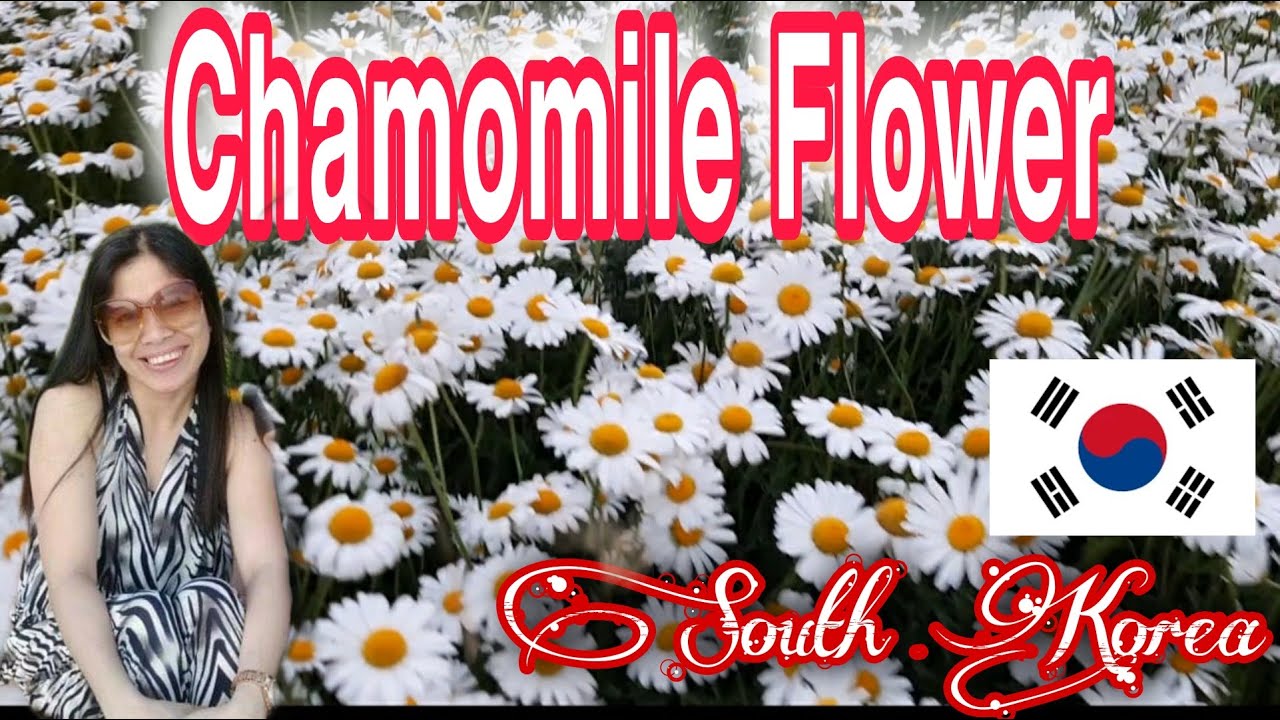 CHAMOMILE FLOWER IN SOUTH KOREA