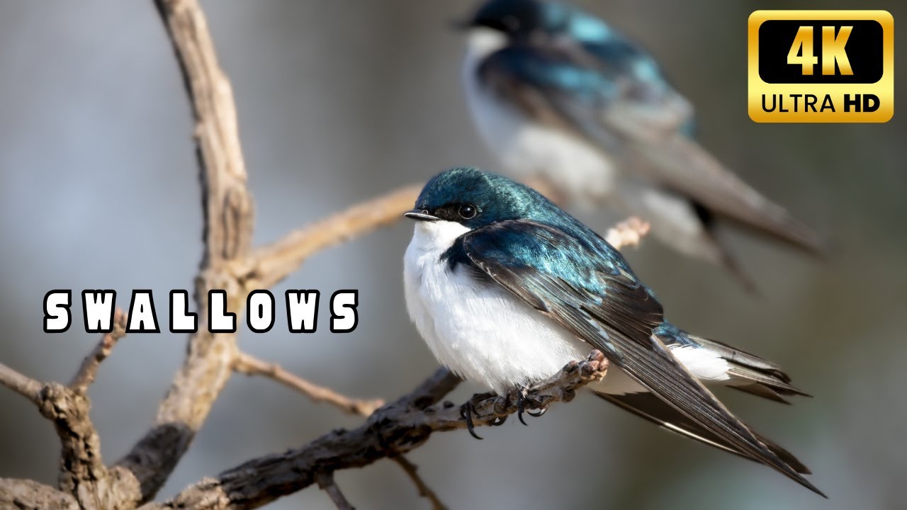 Spectacular Swallow Moments in Ultra High Definition. #4kvideo #birds #thehowtoacademy