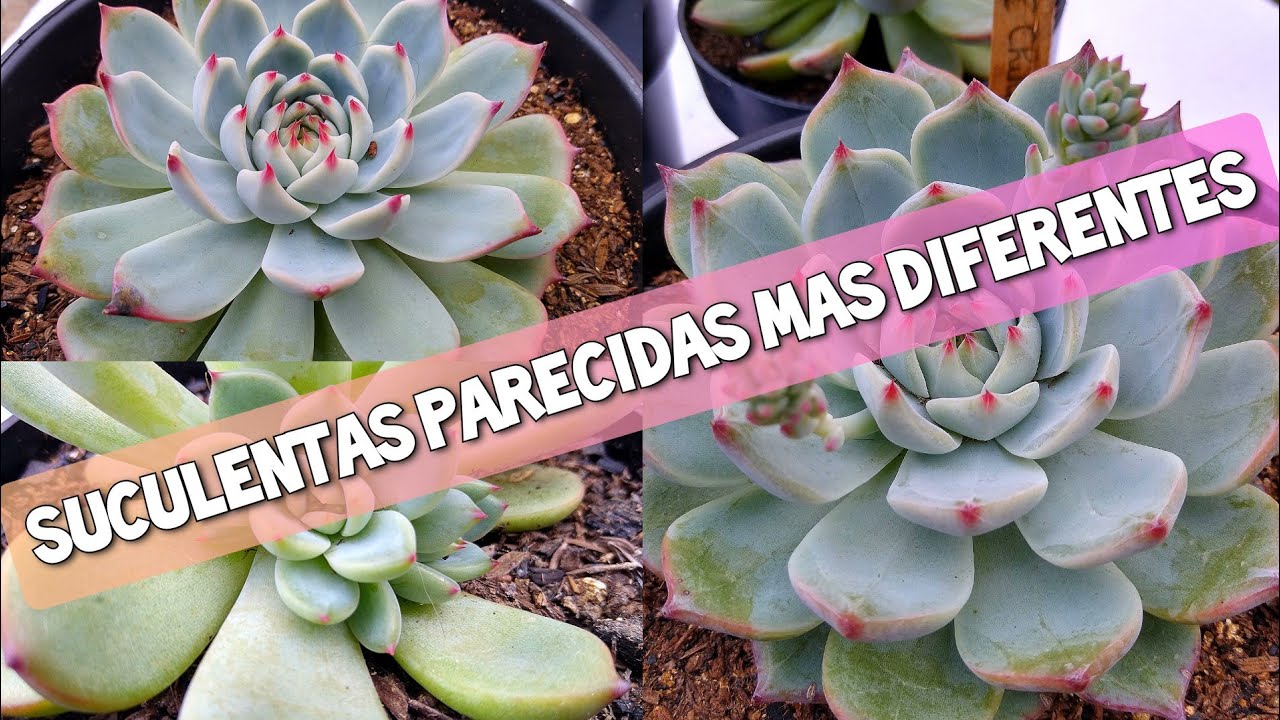 SUCULENTAS PARECIDAS MAS DIFERENTE | CHIHUAHUENSIS | LINDSAYANA | BEATRICE / Jardim de Suculentas