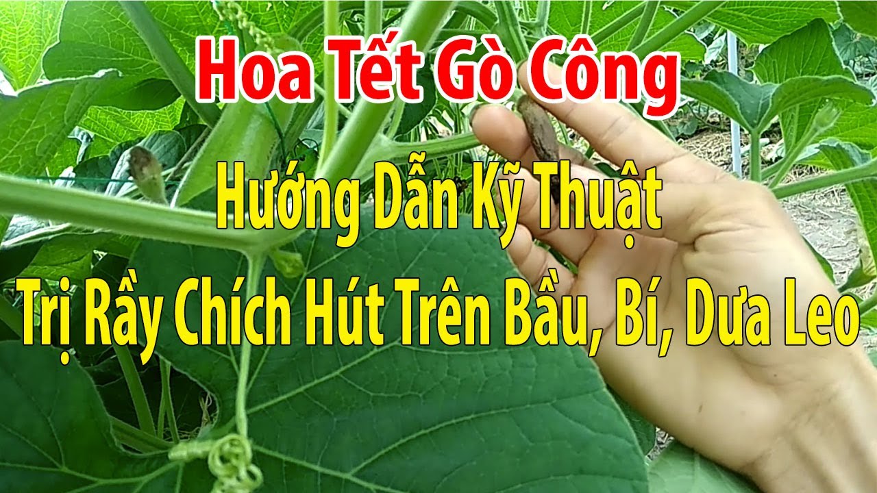 Hướng Dẫn Kỹ Thuật Trị Rầy Chích Hút Trên Bầu, Bí, Dưa Leo và Kết Quả Tức Thì Sau 15 Phút