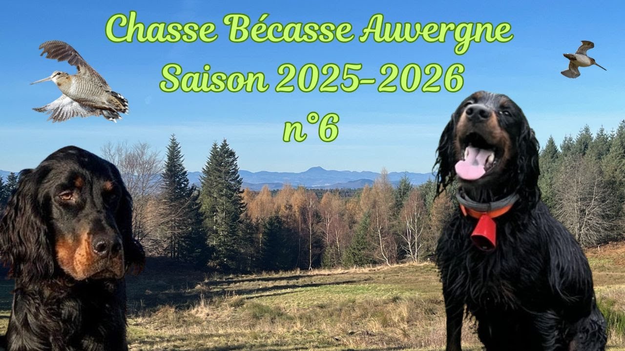 Chasse Bécasse Auvergne saison 2025-2026 n°6