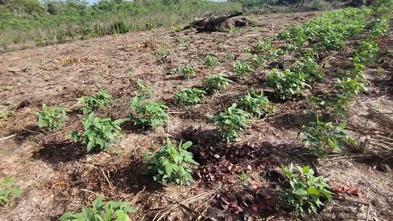 SERÁ SE O GADO INVADIU A ROÇA DA MÃE