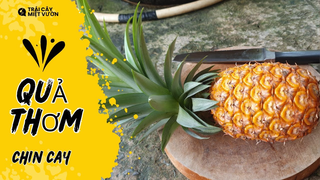 Ra Vườn Thu Hoạch Và Ăn Thơm Chín Cây - Đặc Sản Miền Tây Ngọt Như Đường