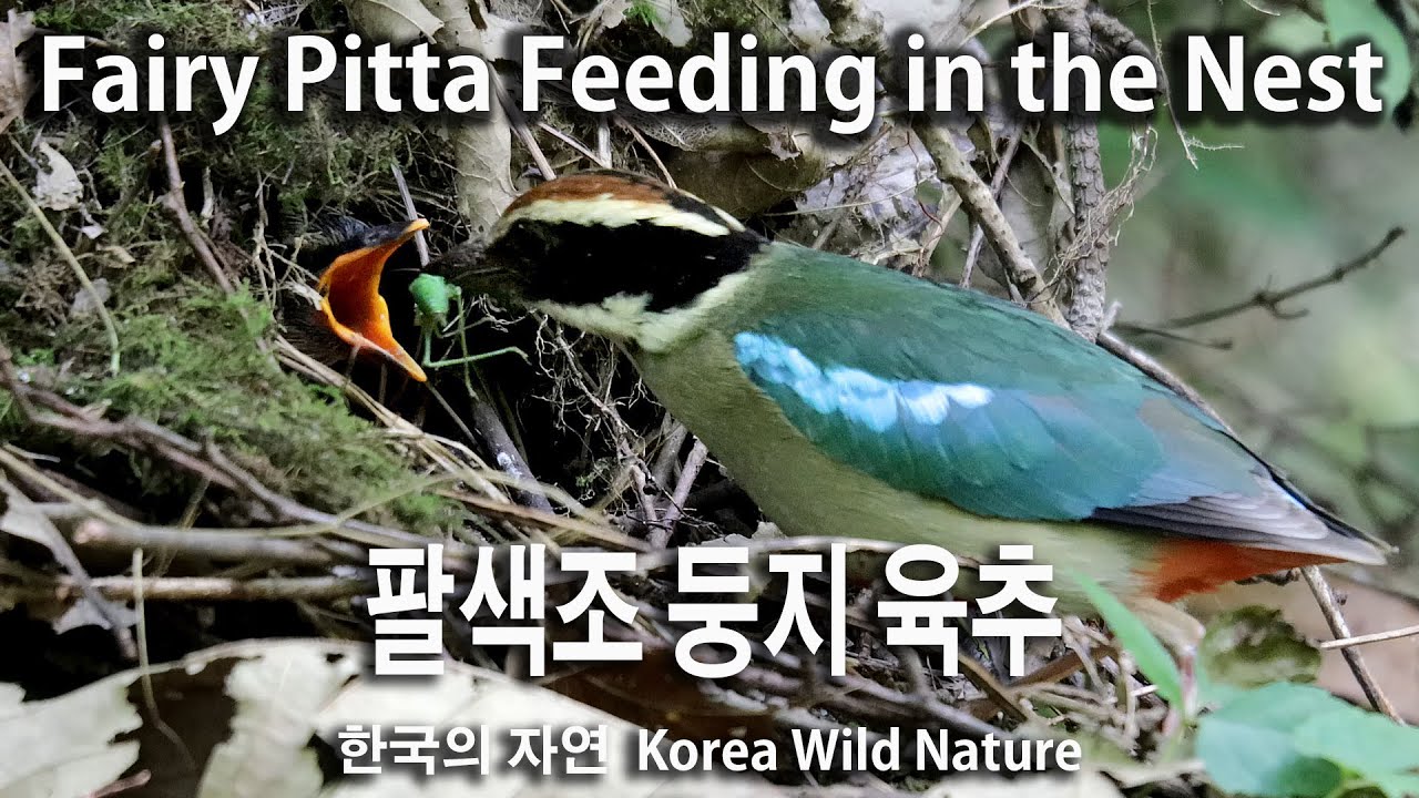 Fairy Pitta Feeding in the Nest. 팔색조 육추.