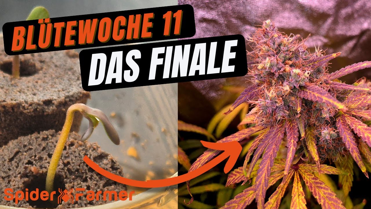 Spider Farmer DWC Finale