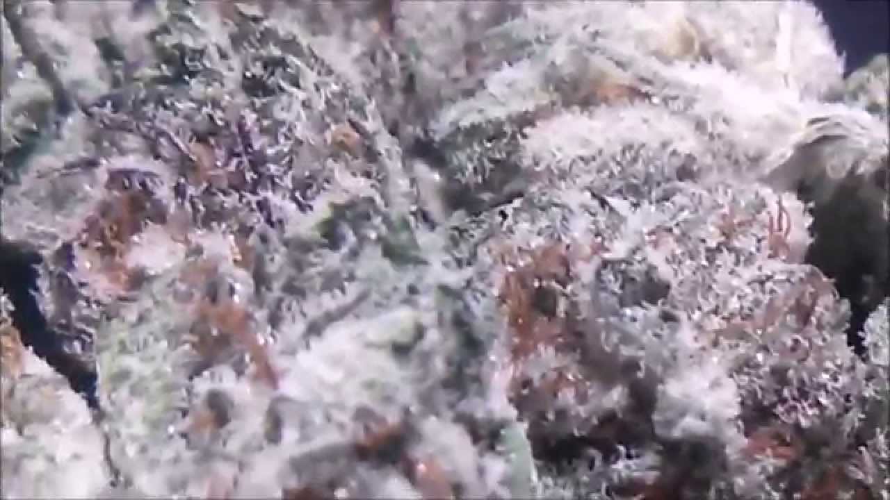 Phlunx. Reviews - Katsu Bubba Kush nugporn