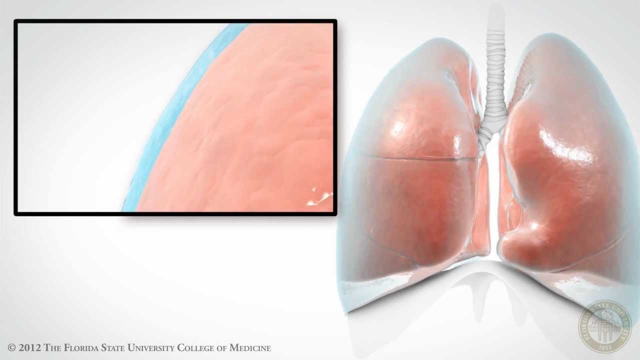 Pleural Space [HD]
