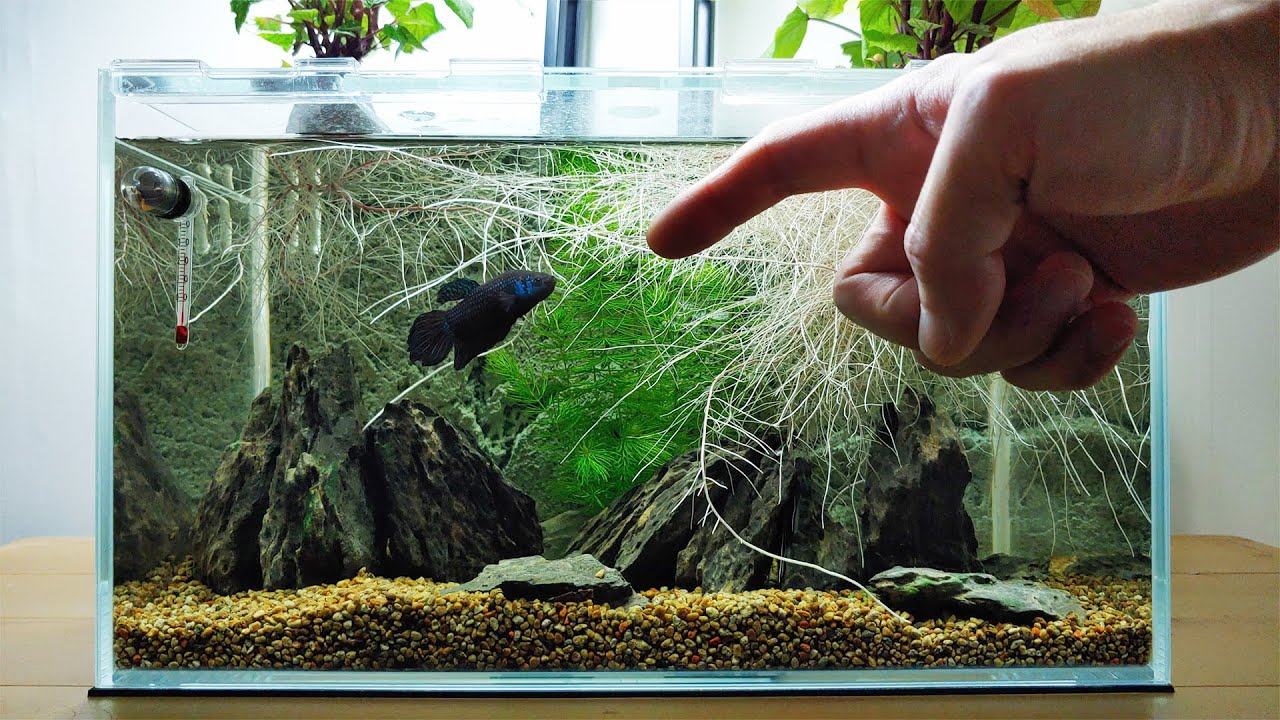 Ep.16 Sweet Potato Betta Tank (Building Kartoffel's Final Home) Super Slow Flow Internal Sump