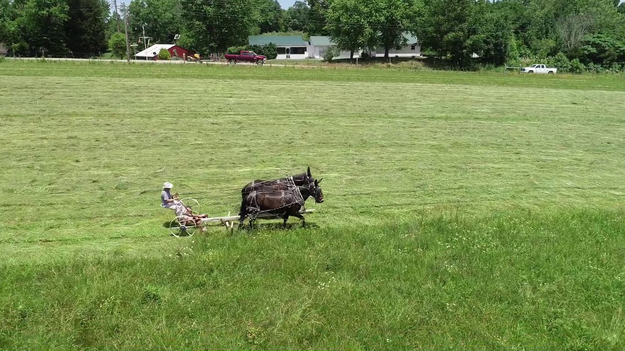 Mules Mowing Hay Short Mountain Tennessee