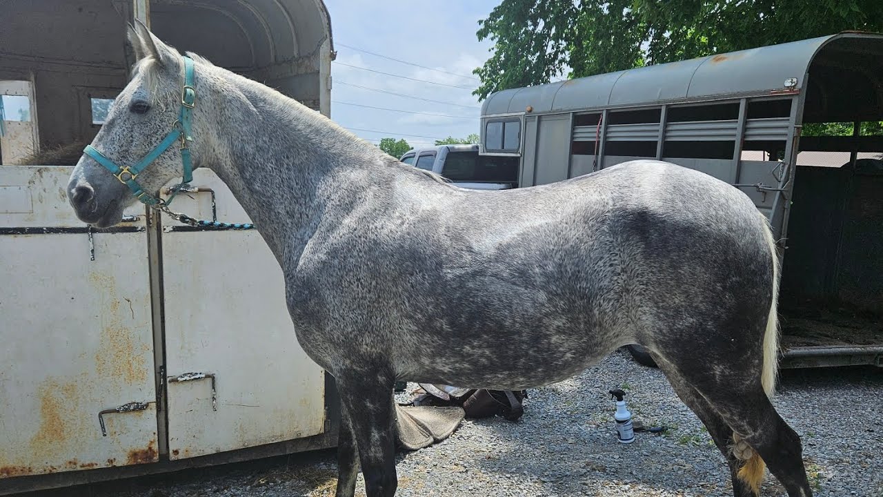 5/25/24 | gopro horse trail ride on a gaited horse