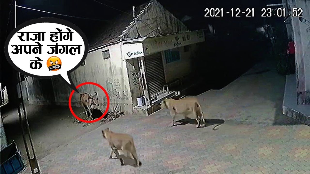 शिकारी खुद यहाँ शिकार हो गया | Caught on Camera (Part-21)