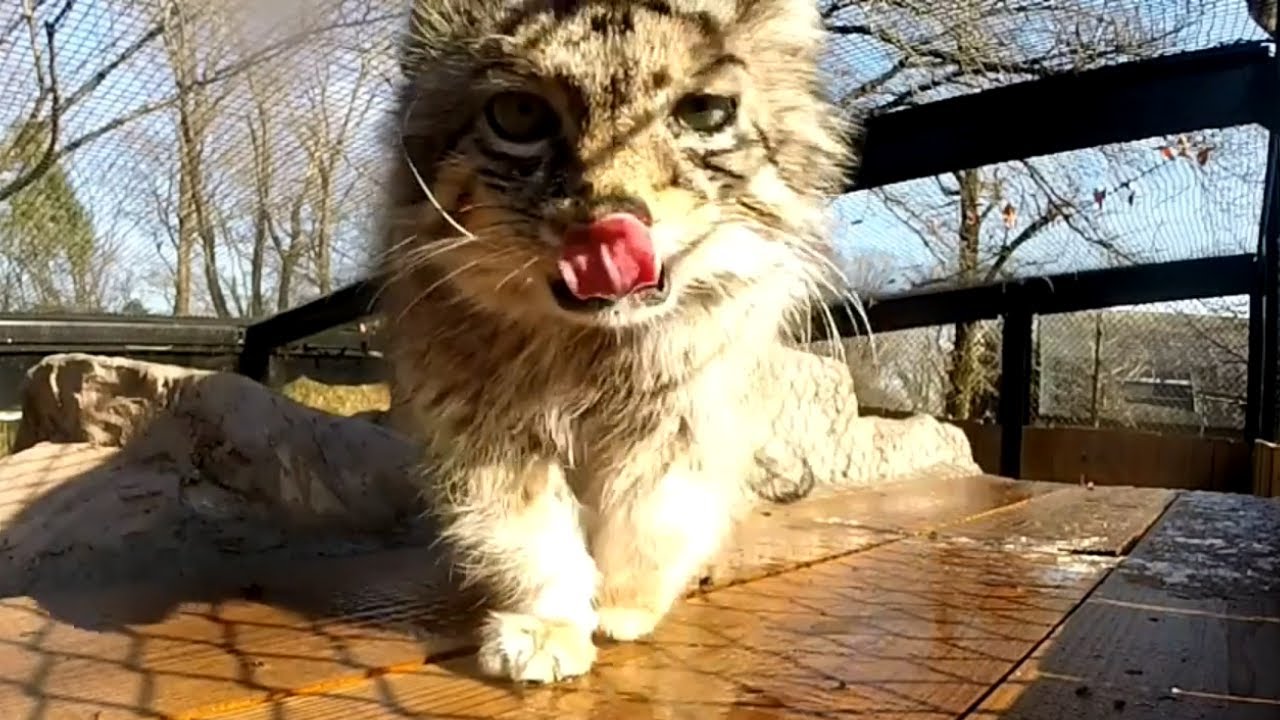 【Pallas's Cat】マヌルロックの頂上にカメラを設置してみた【マヌルネコ】