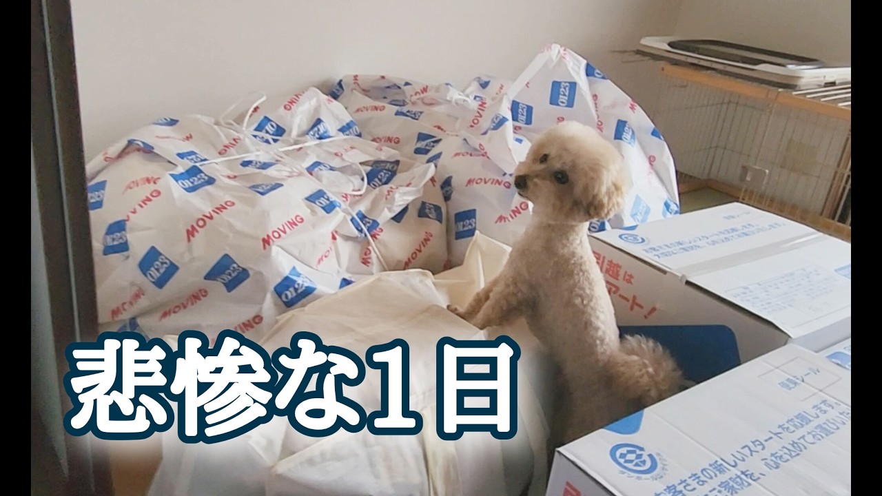 【引越しの日】まさかの大雪！長～い一日になりました🐶ビショプーのポノ
