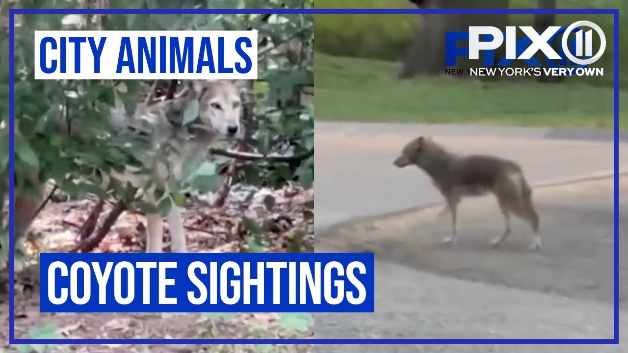 Coyote sightings, attacks in New York, New Jersey | City Animals