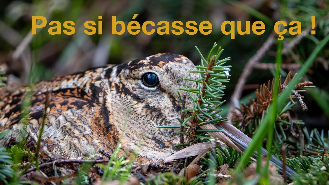 Pas si bécasse que ça !
