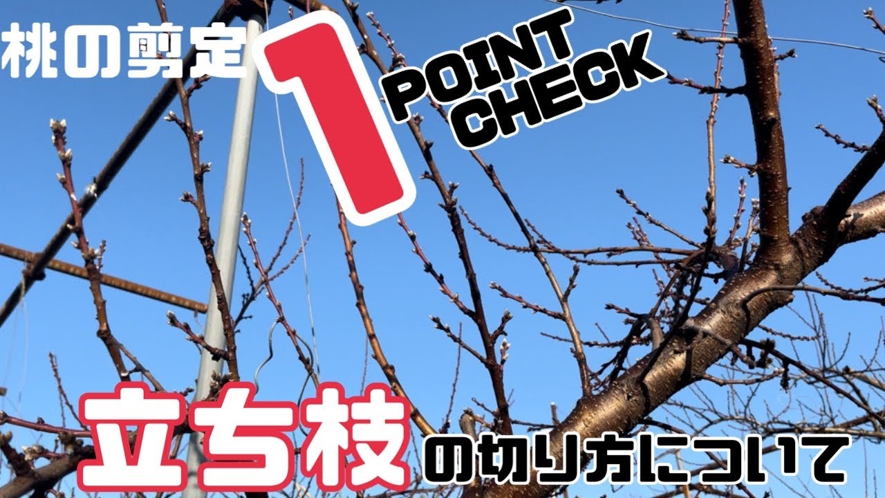 ♯442【初心者必見】ここがポイント！立ち枝の管理について【桃の剪定】