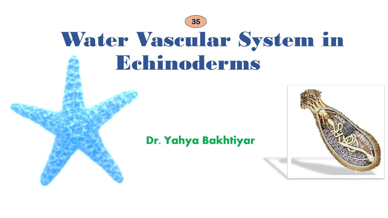 35 Water Vascular System in Echinoderms/Water Vascular System in Starfish/Ambulacral System