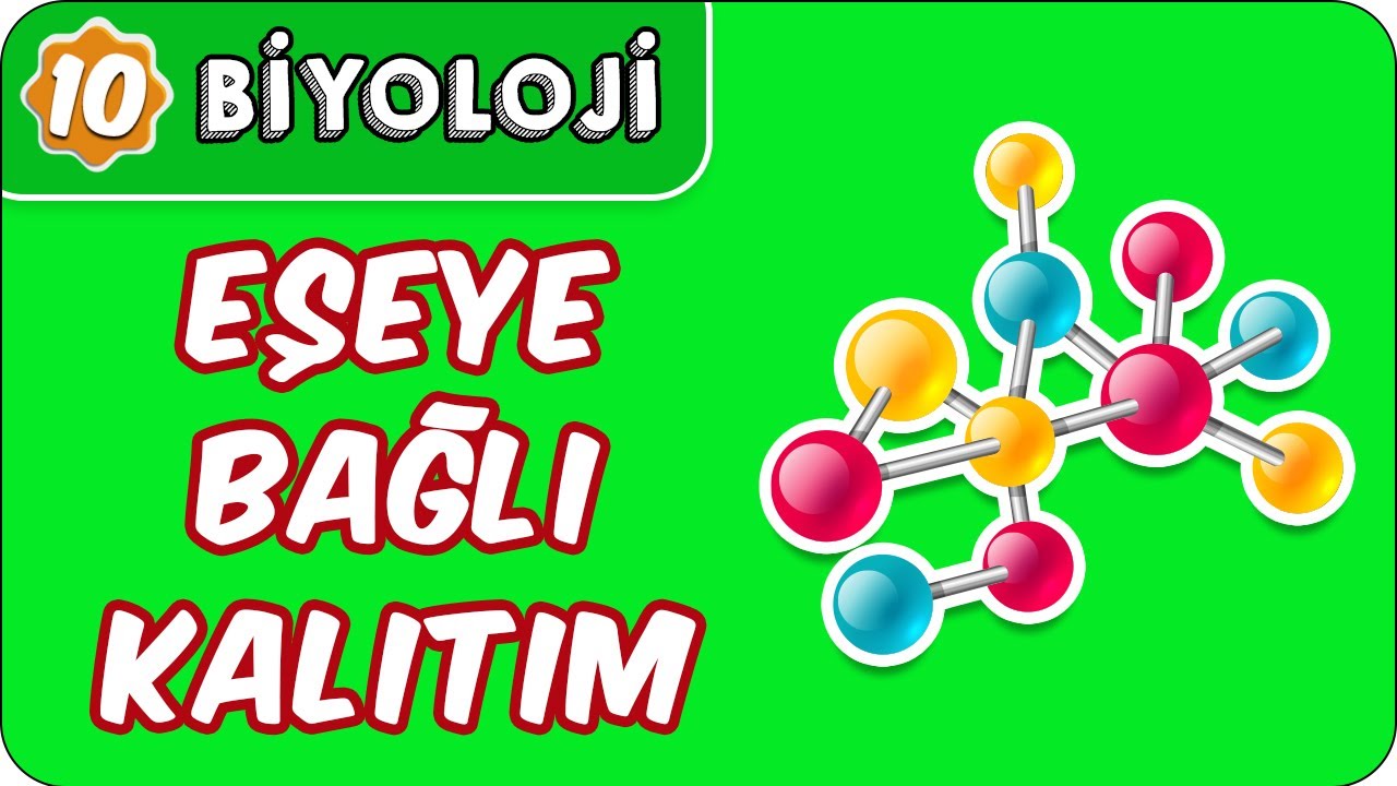 Eşeye Bağlı Kalıtım  | 10. Sınıf Biyoloji