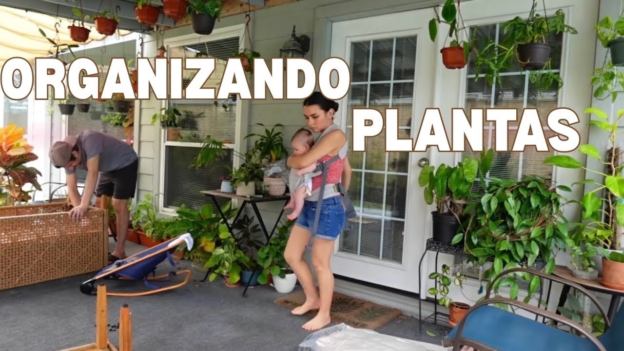 ✨ORGANIZANDO MI JARDÍN✨(Organizado el patio con mis plantas, y armando sofá para exteriores)🛋️🪴