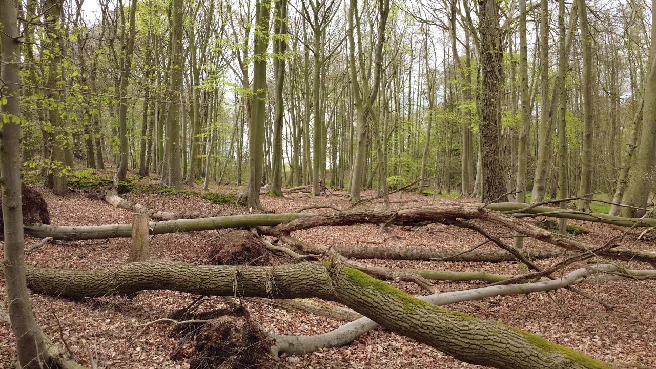 Mit der DJI Mini 4 K im Wald fliegen